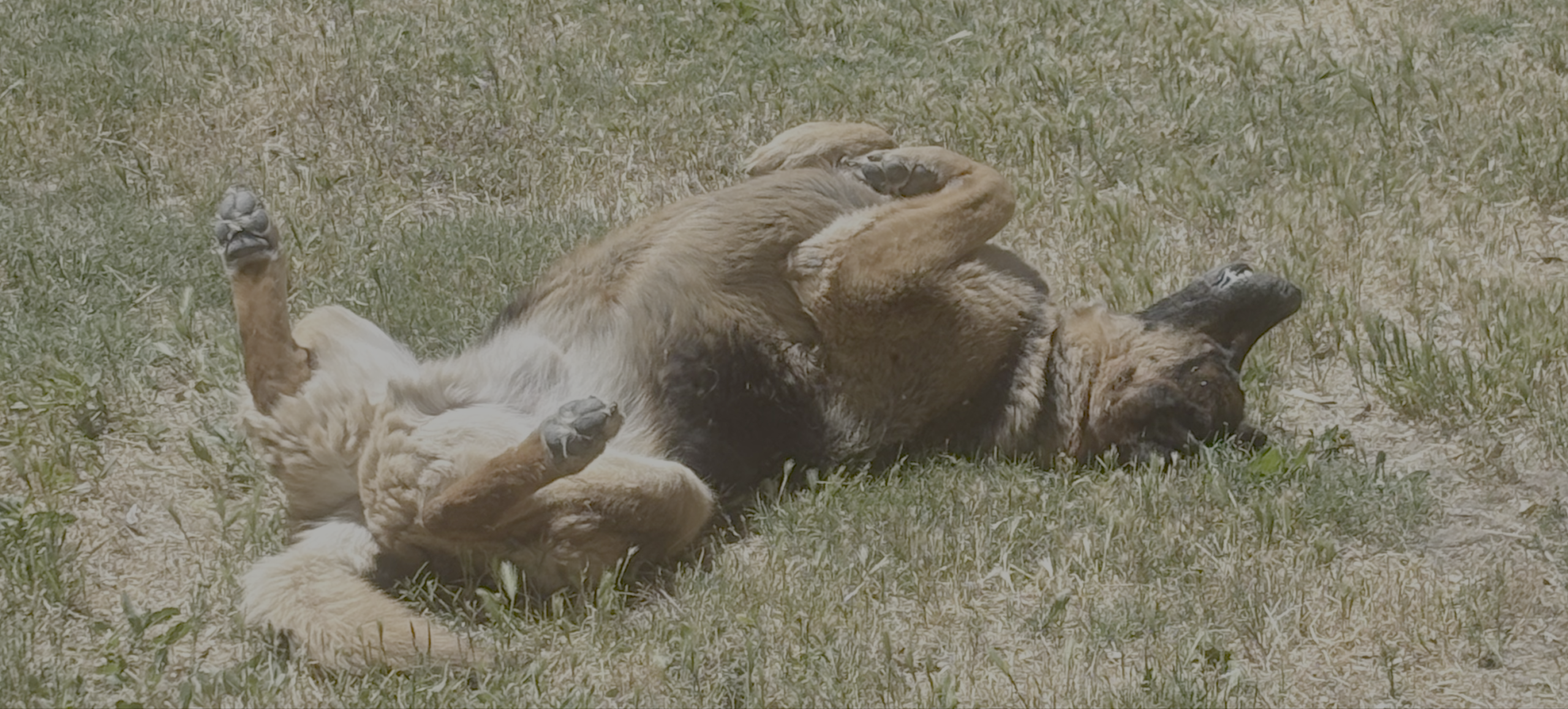 Dog lying on its back in a grassy field, paws in the air, enjoying a playful moment.