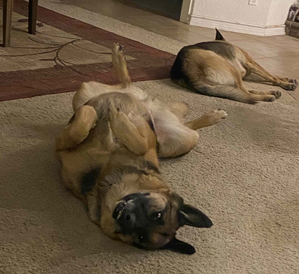 Theo looking for tummy scratches