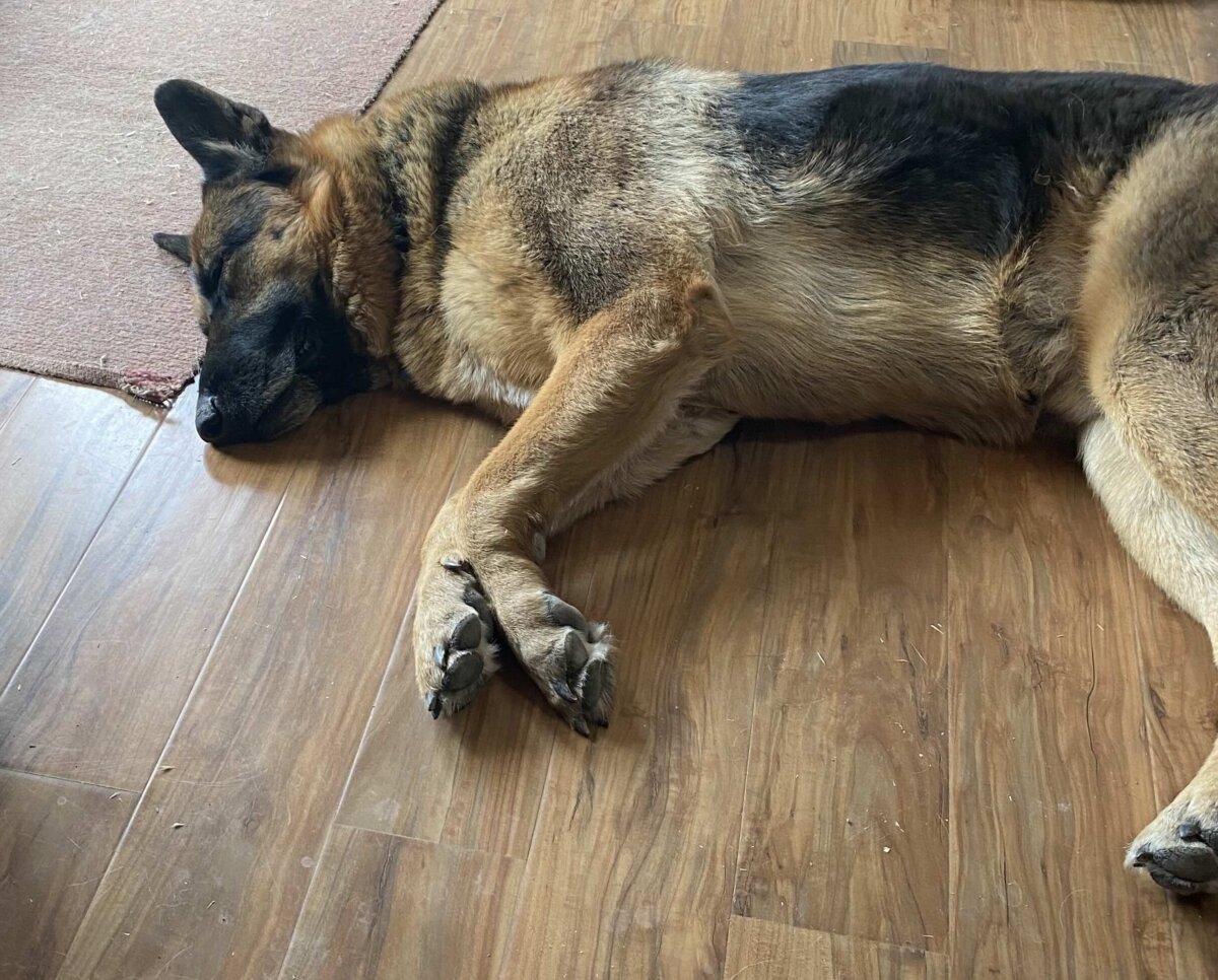 Theo doing his usual bang up job supervising Dad, with his eyes closed.